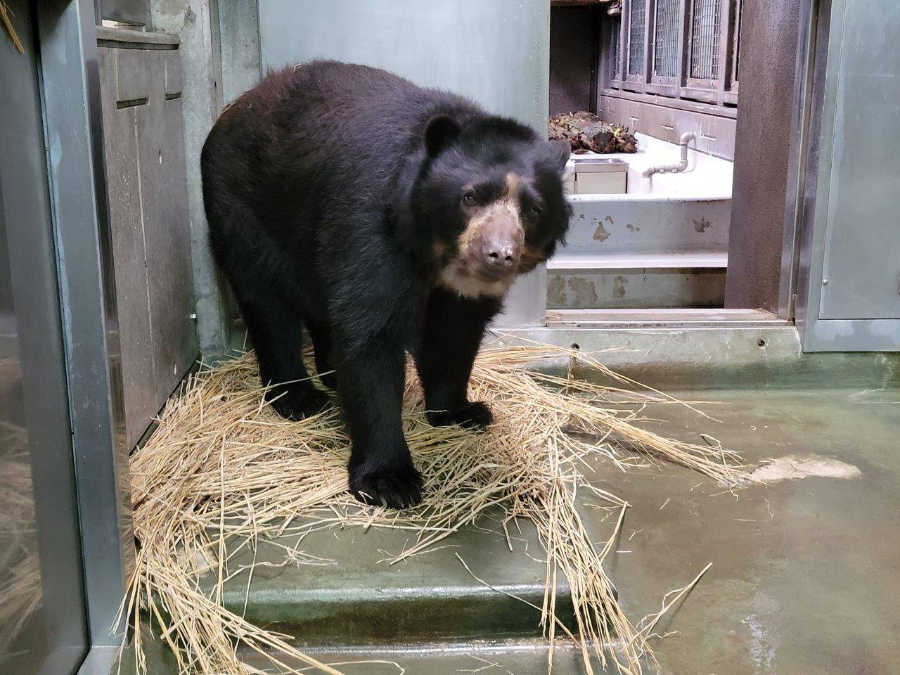 前肢を使って藁をほぐすルイス①