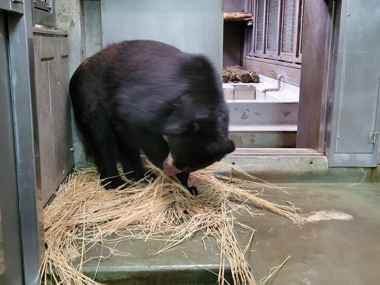 前肢を使って藁をほぐすルイス②