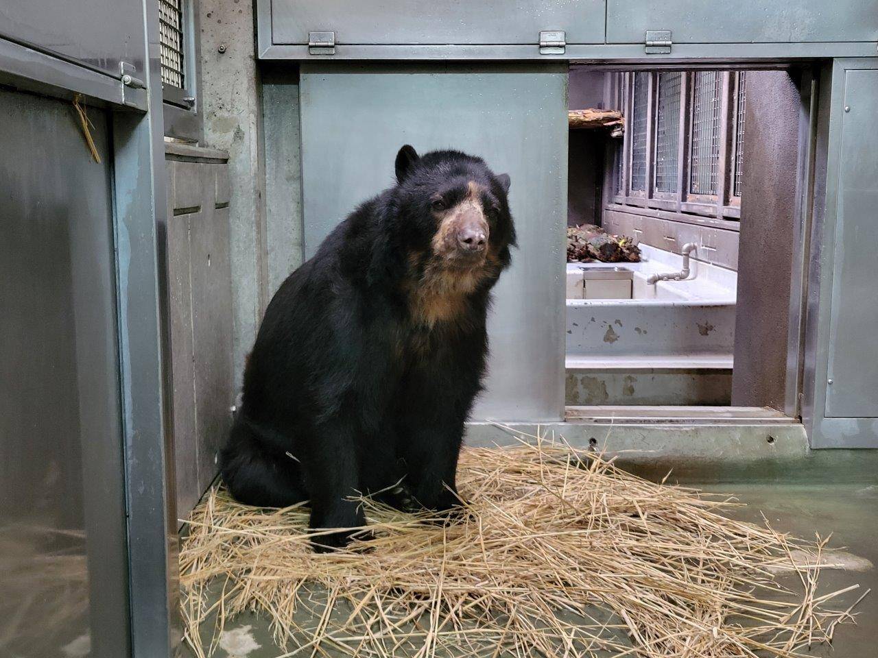 前肢を使って藁をほぐすルイス④