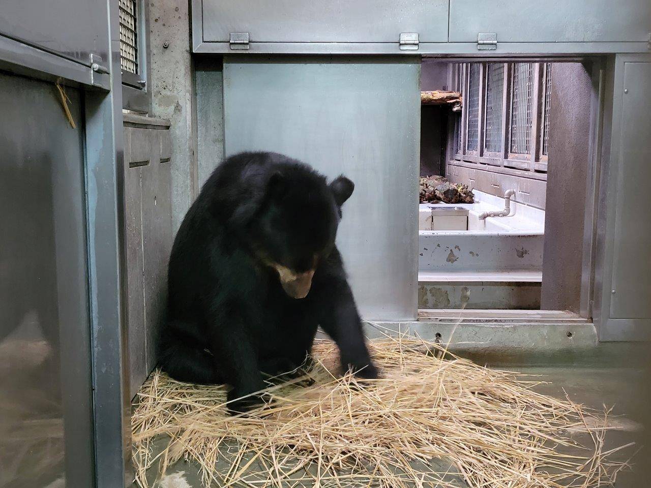 前肢を使って藁をほぐすルイス⑤