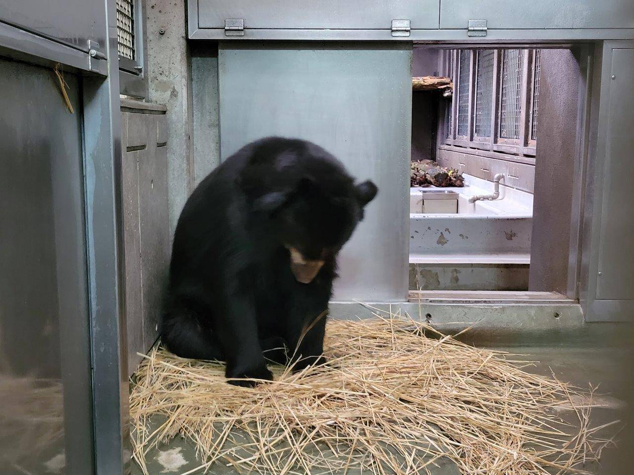 前肢を使って藁をほぐすルイス⑥