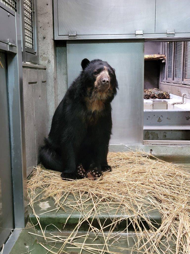 藁の上に座るルイス