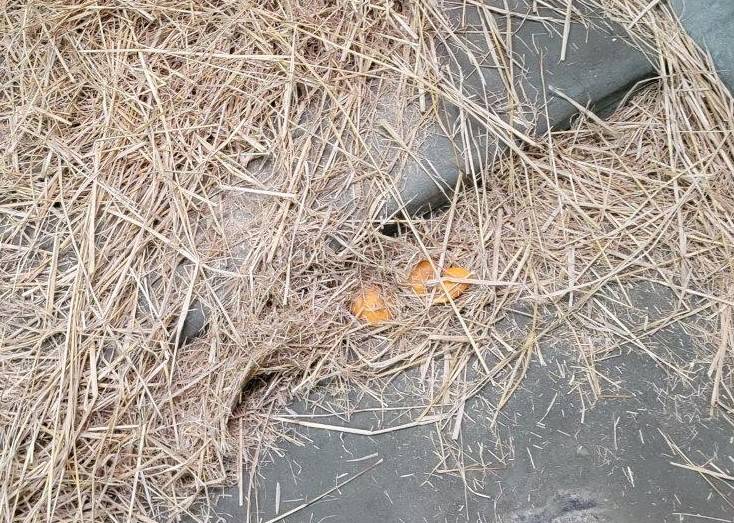 かなり細かくなった藁も多い。