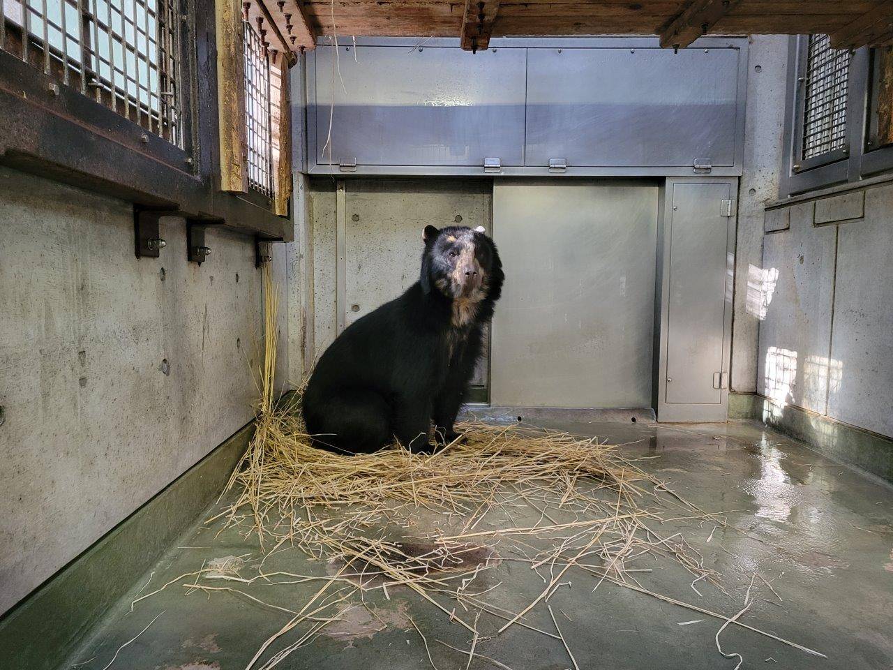 藁をほぐす美雪①