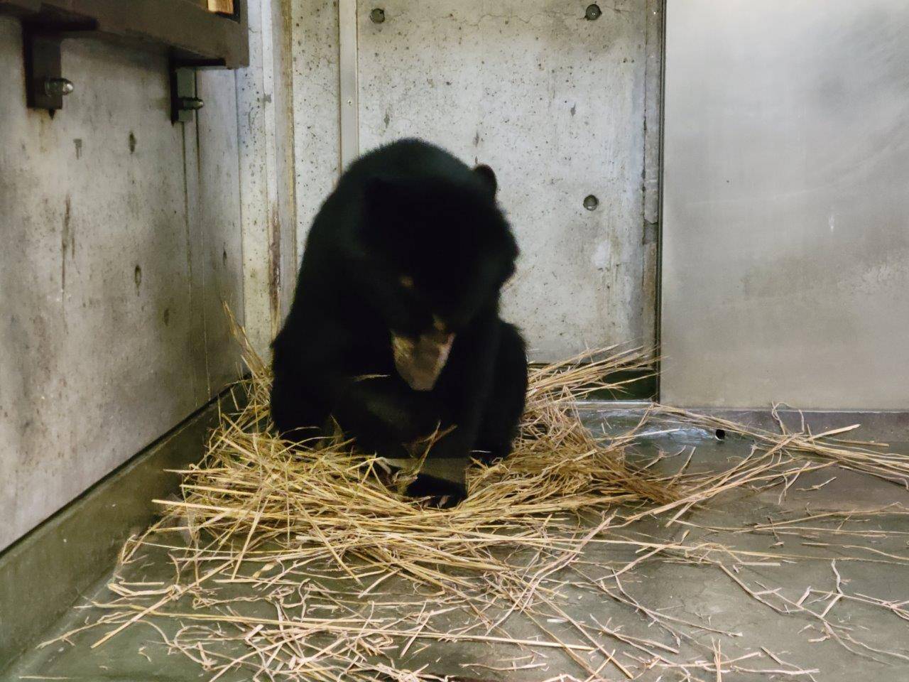 藁をほぐす美雪②