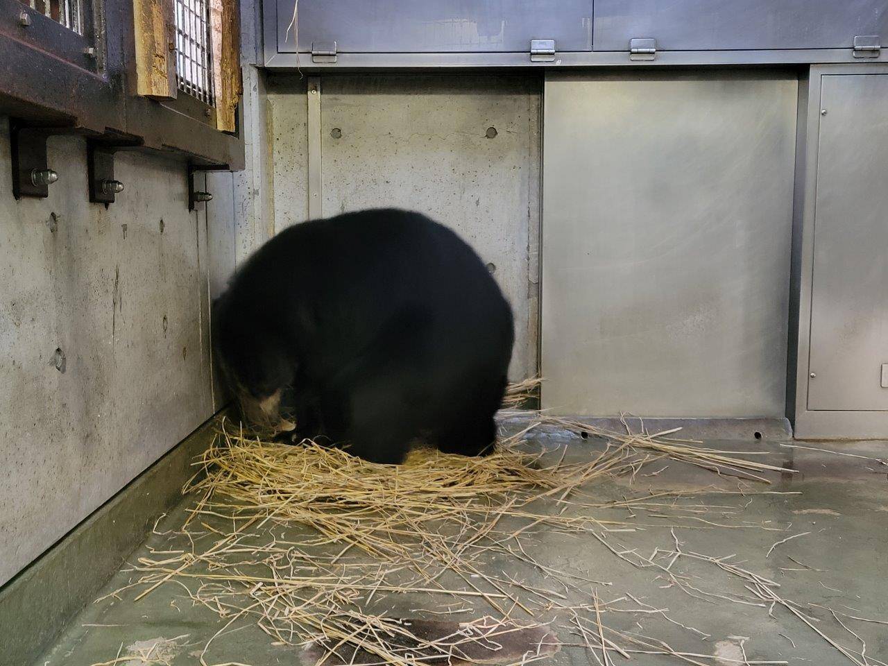 藁をほぐす美雪③