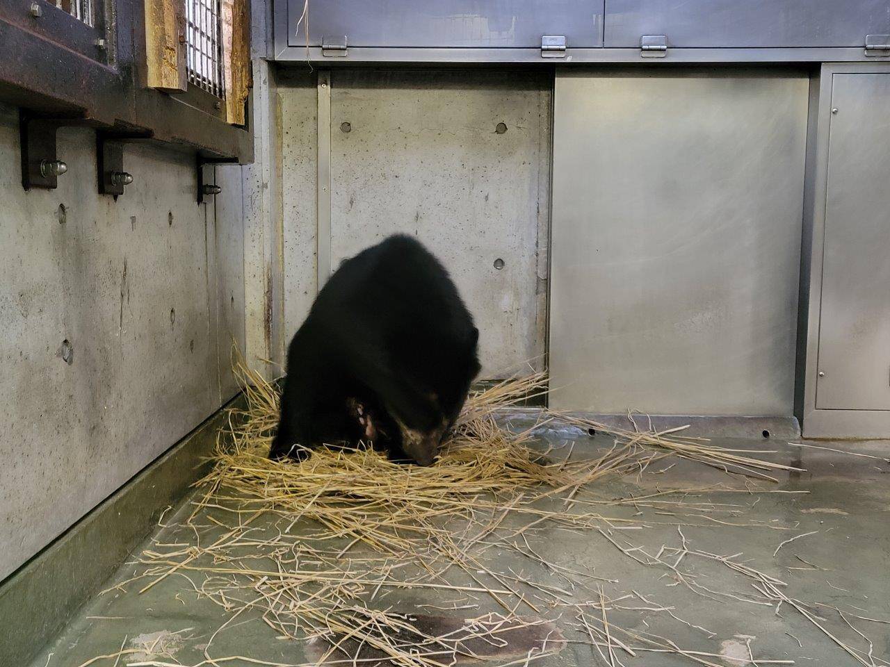 藁をほぐす美雪④