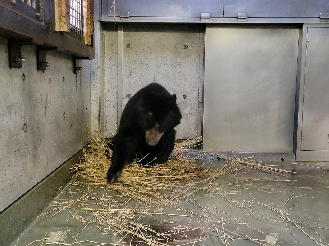 藁をほぐす美雪⑤