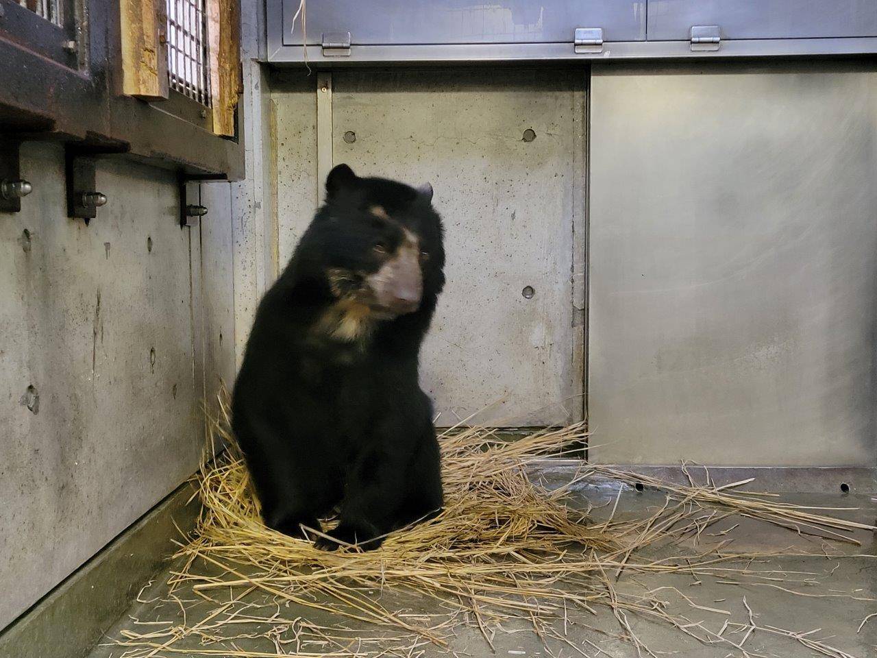 藁をほぐす美雪⑥