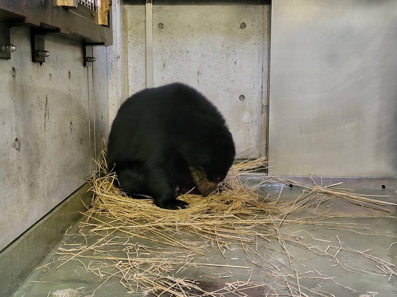 藁をほぐす美雪⑦