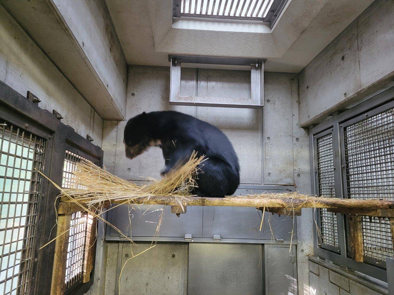 寝台上で藁をほぐす美雪①