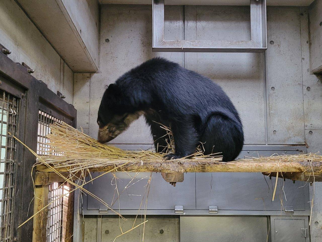 寝台上で藁をほぐす美雪③