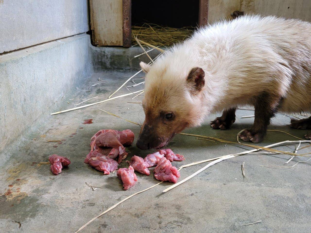 肉を食すフキ②