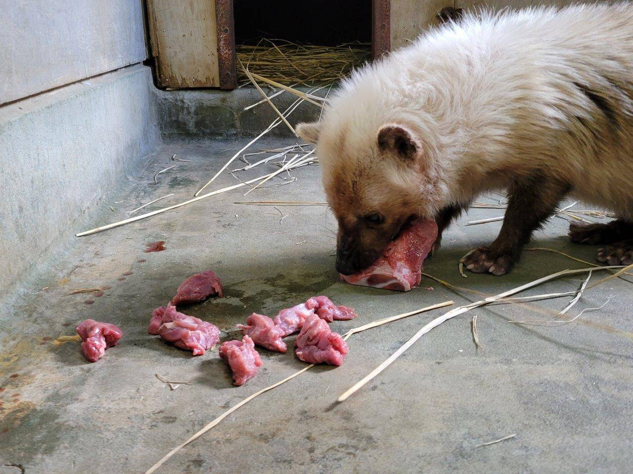 骨についた肉を齧るフキ①