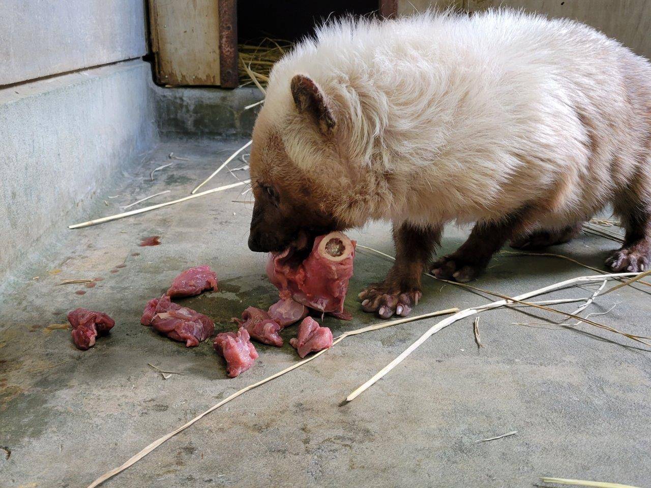 骨についた肉を齧るフキ②