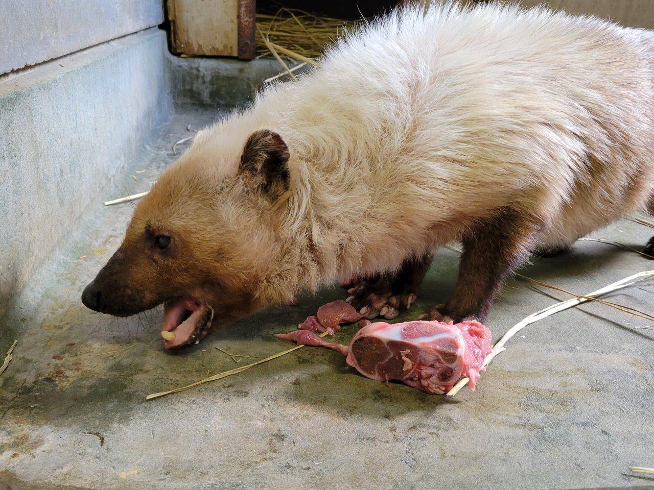 肉を食すフキ③