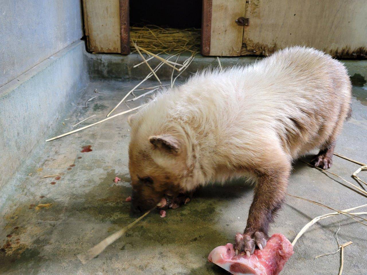 骨に左前肢を置いて肉を食すフキ