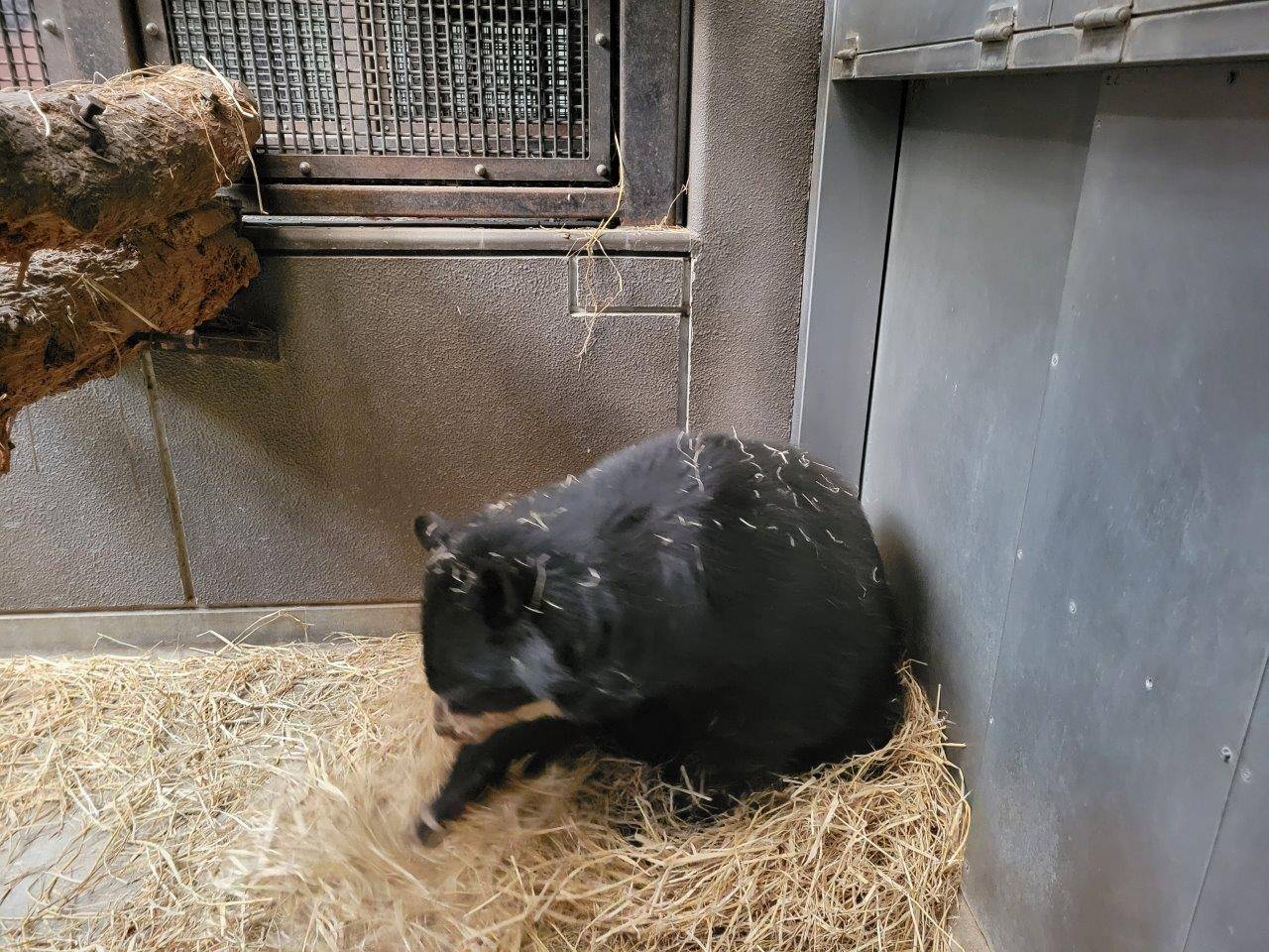 一心不乱に藁をほぐす美雨①