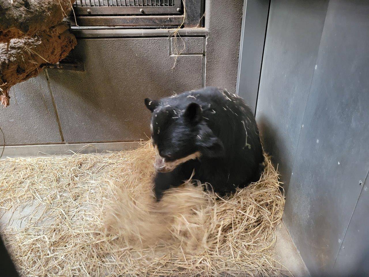 一心不乱に藁をほぐす美雨②