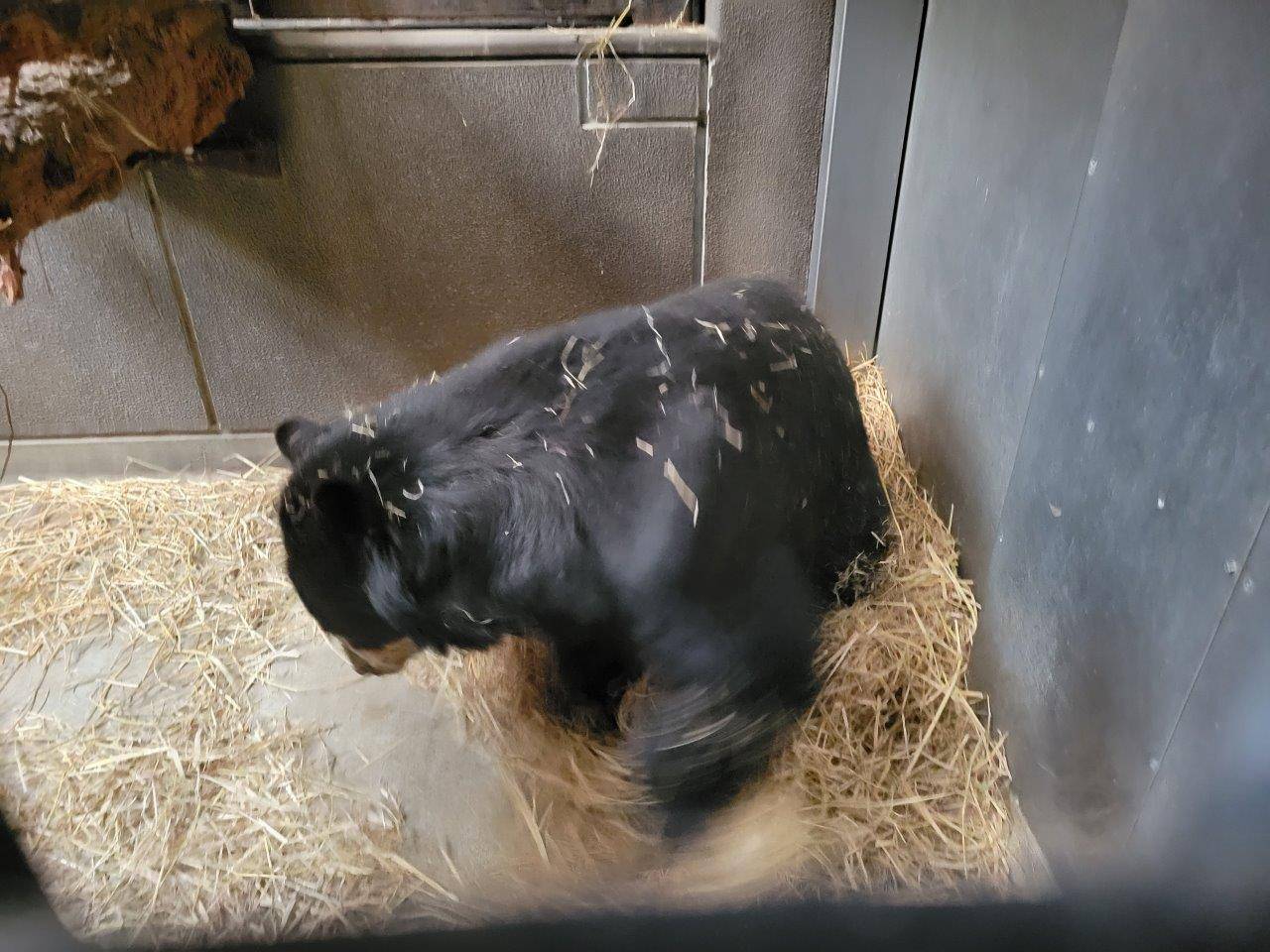 一心不乱に藁をほぐす美雨③