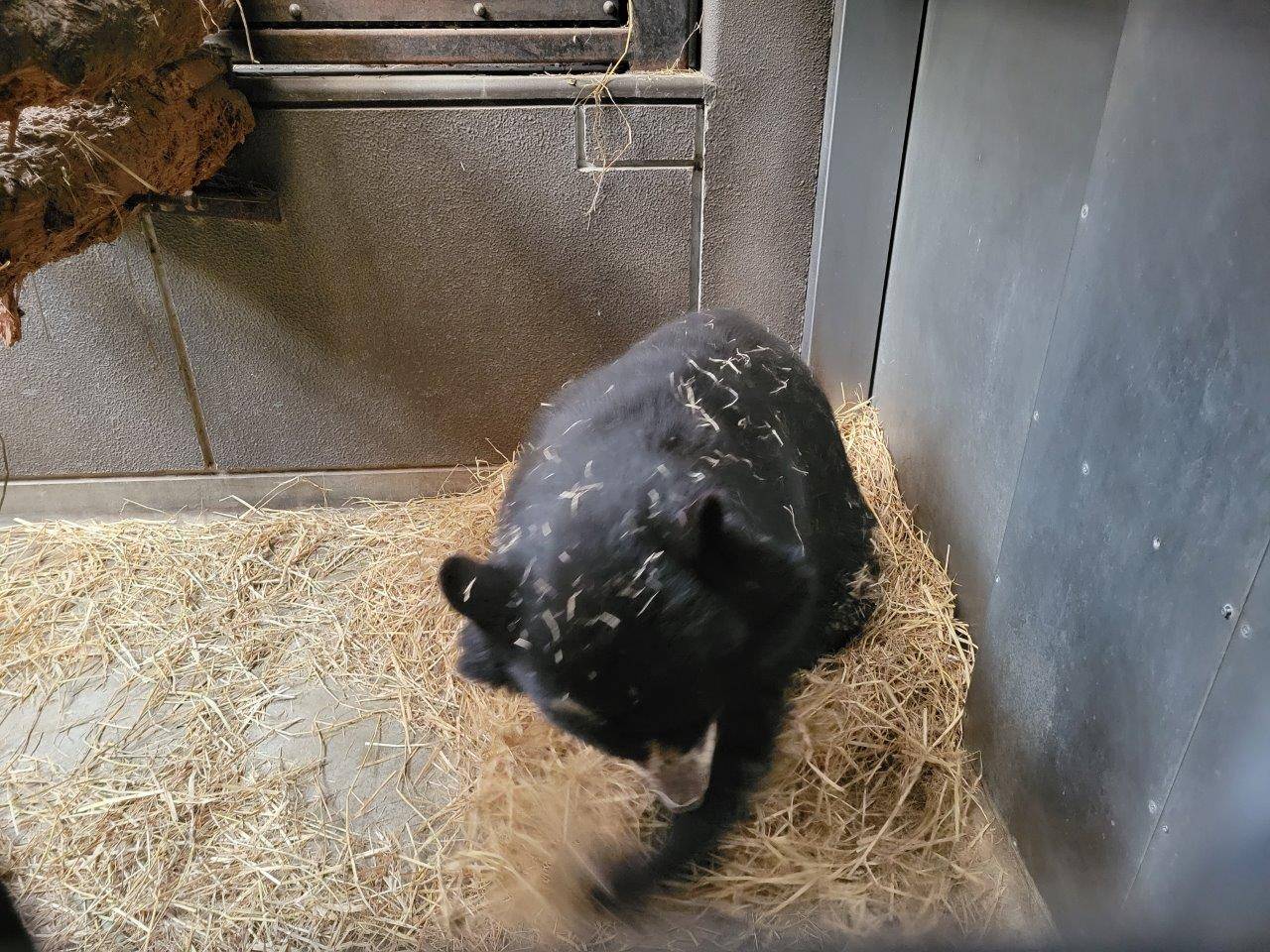 一心不乱に藁をほぐす美雨④