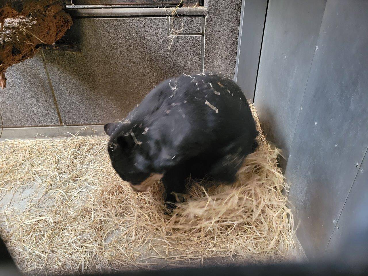 一心不乱に藁をほぐす美雨⑤