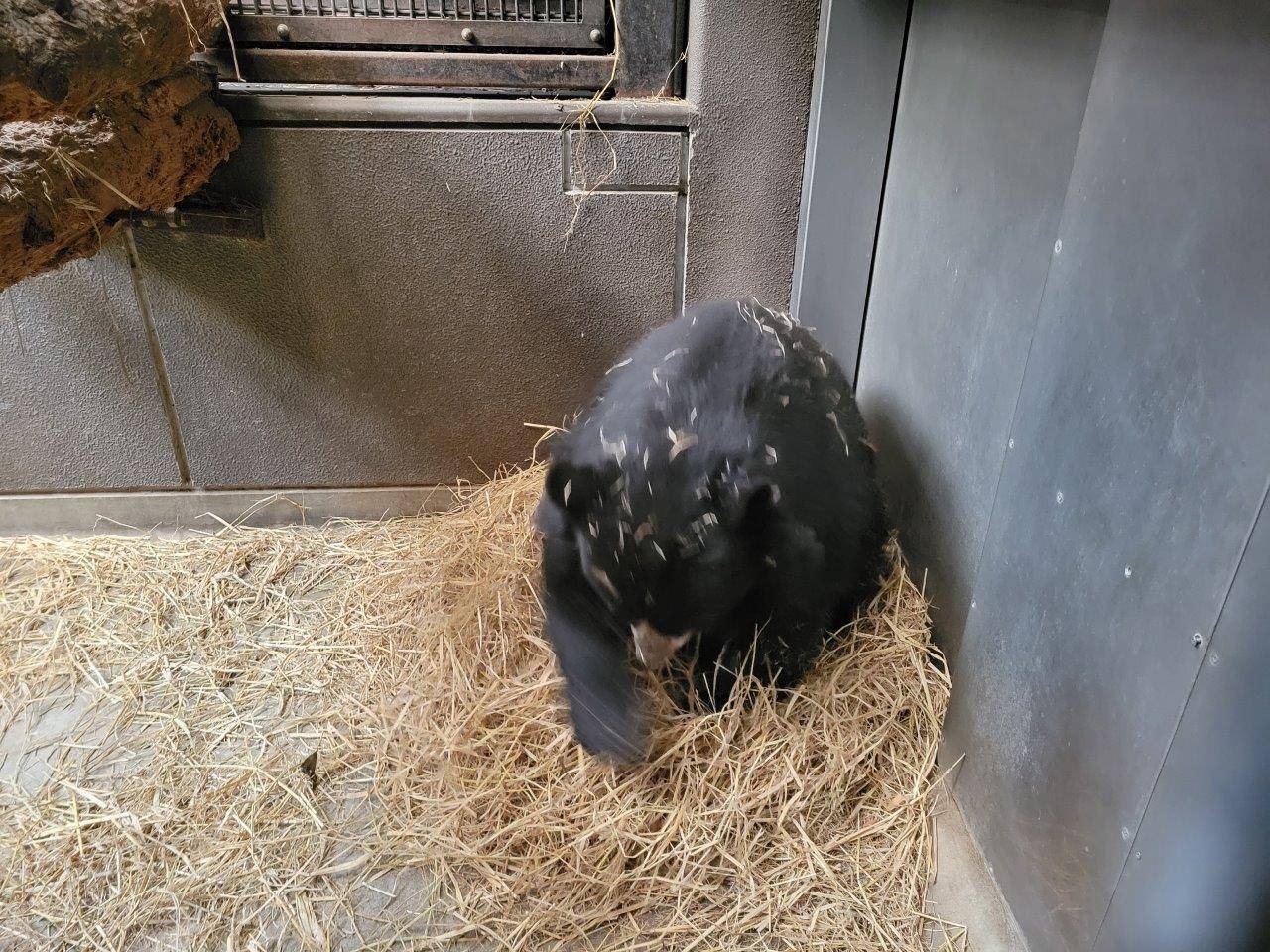 一心不乱に藁をほぐす美雨⑥