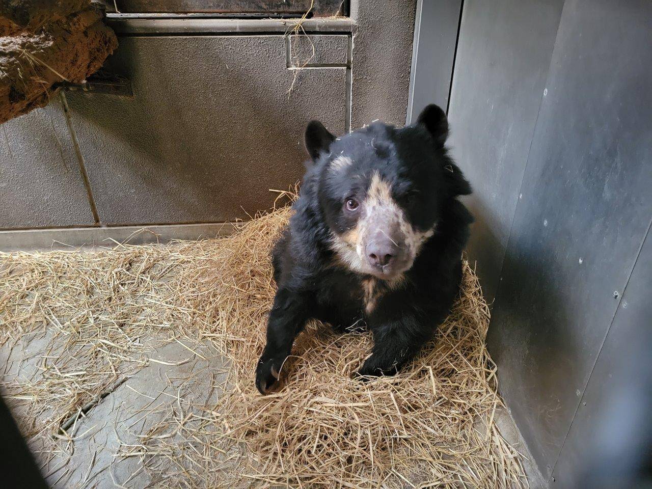 藁をほぐしている間に、こちらを向く美雨