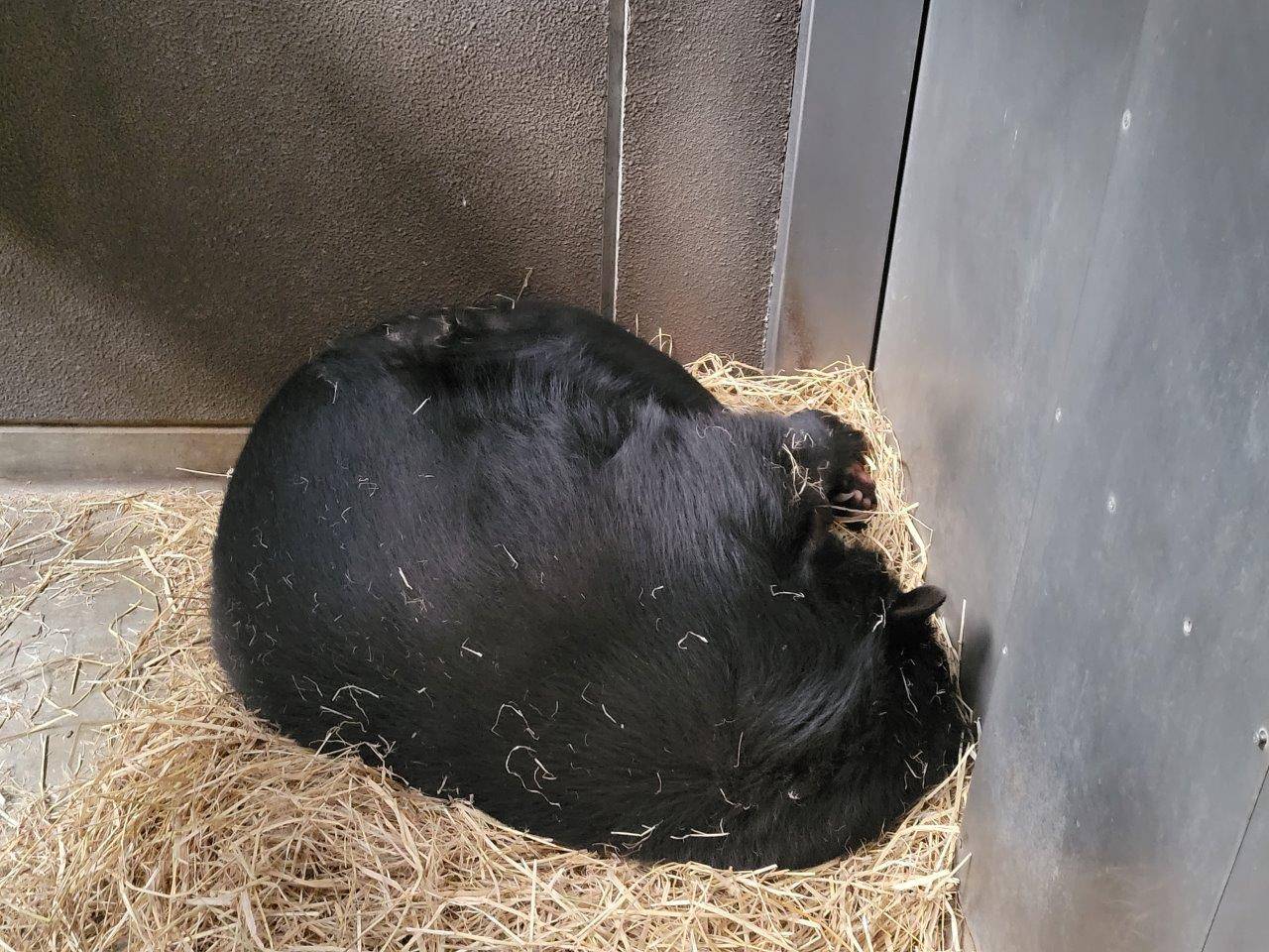 藁の上で眠る美雨
