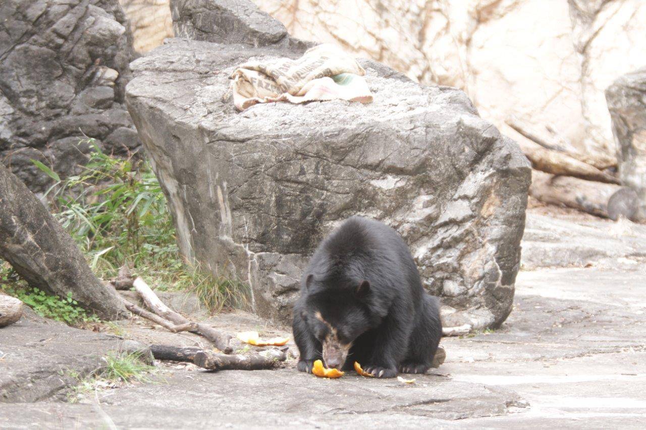 擬岩上に置かれた麻袋の前でオレンジを食べる美雪