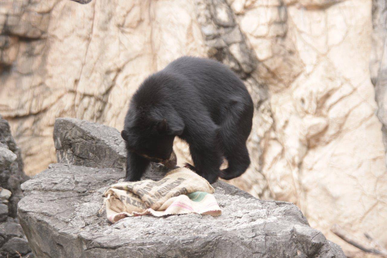 擬岩上に登って麻袋をいじる美雪①