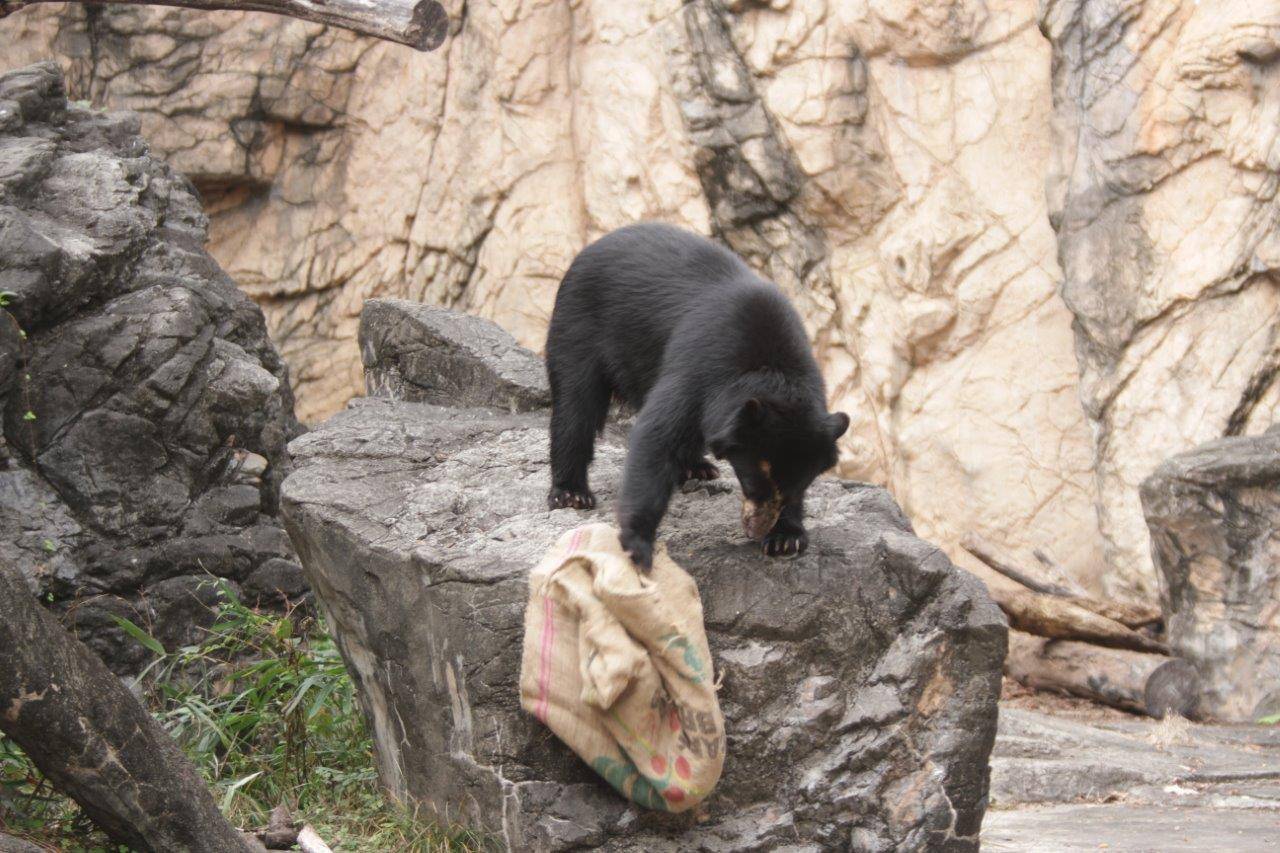 擬岩に上って麻袋を落とす美雪