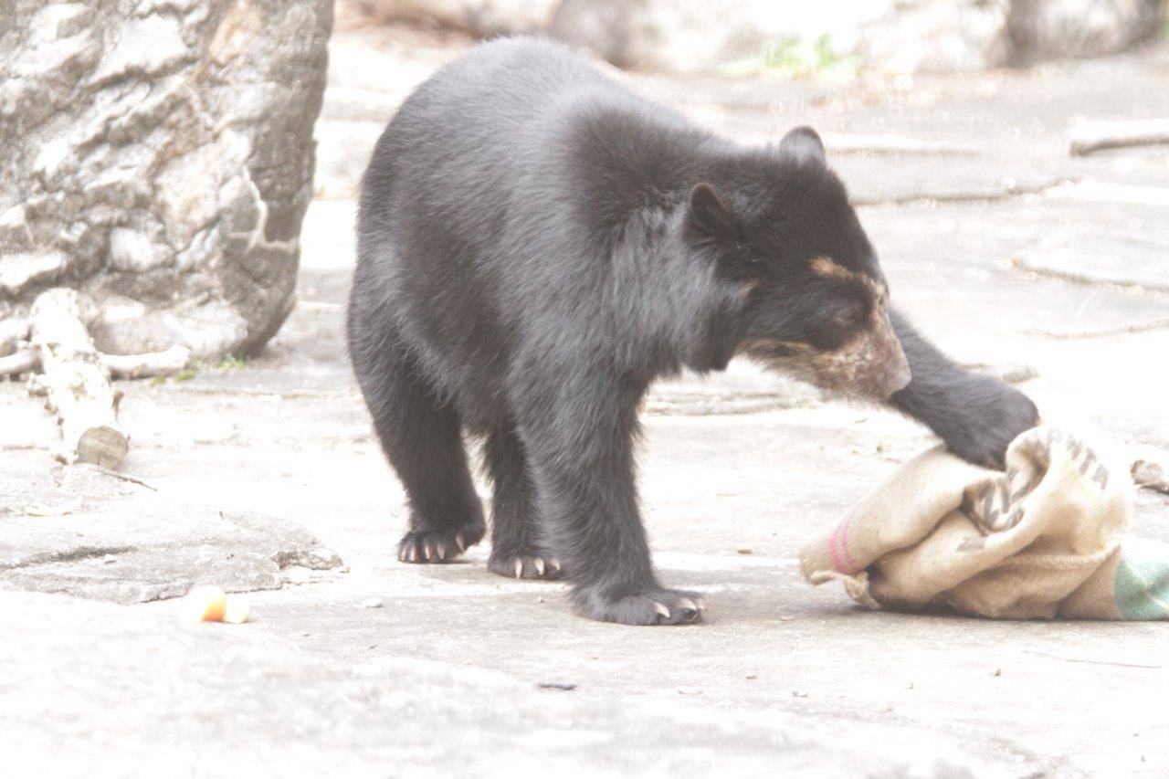 麻袋をいじる美雪④
