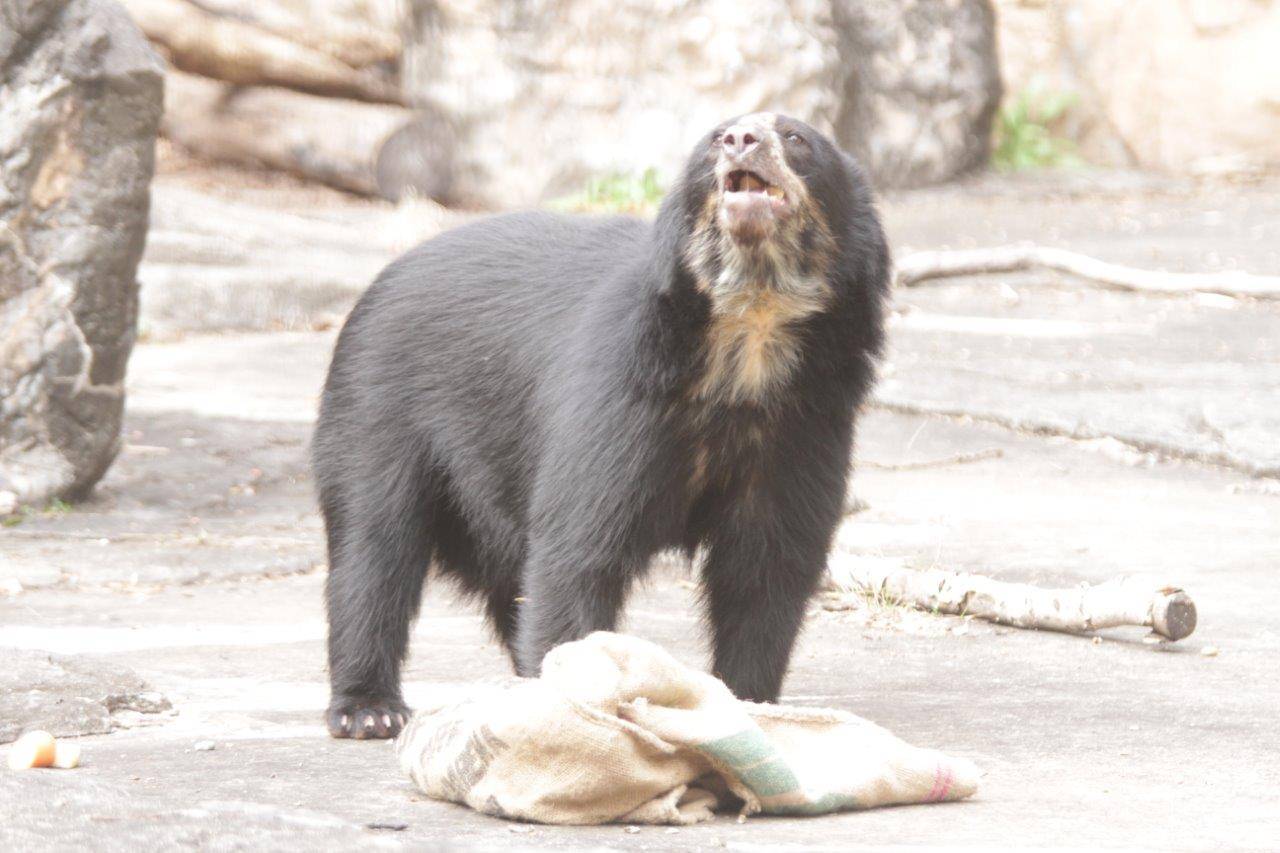 こぼれ出た餌を食べる美雪