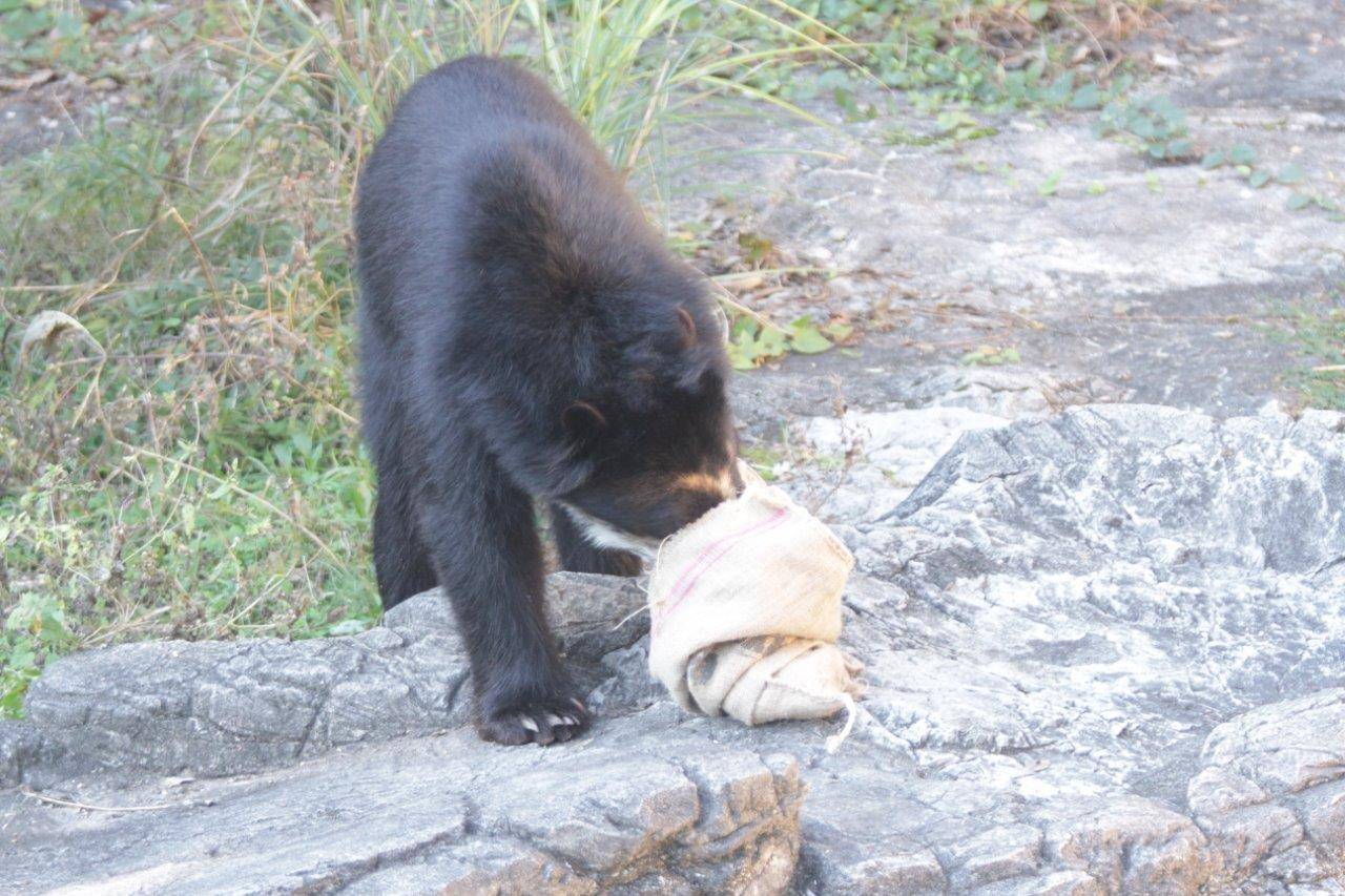 麻袋をいじる雪雄①