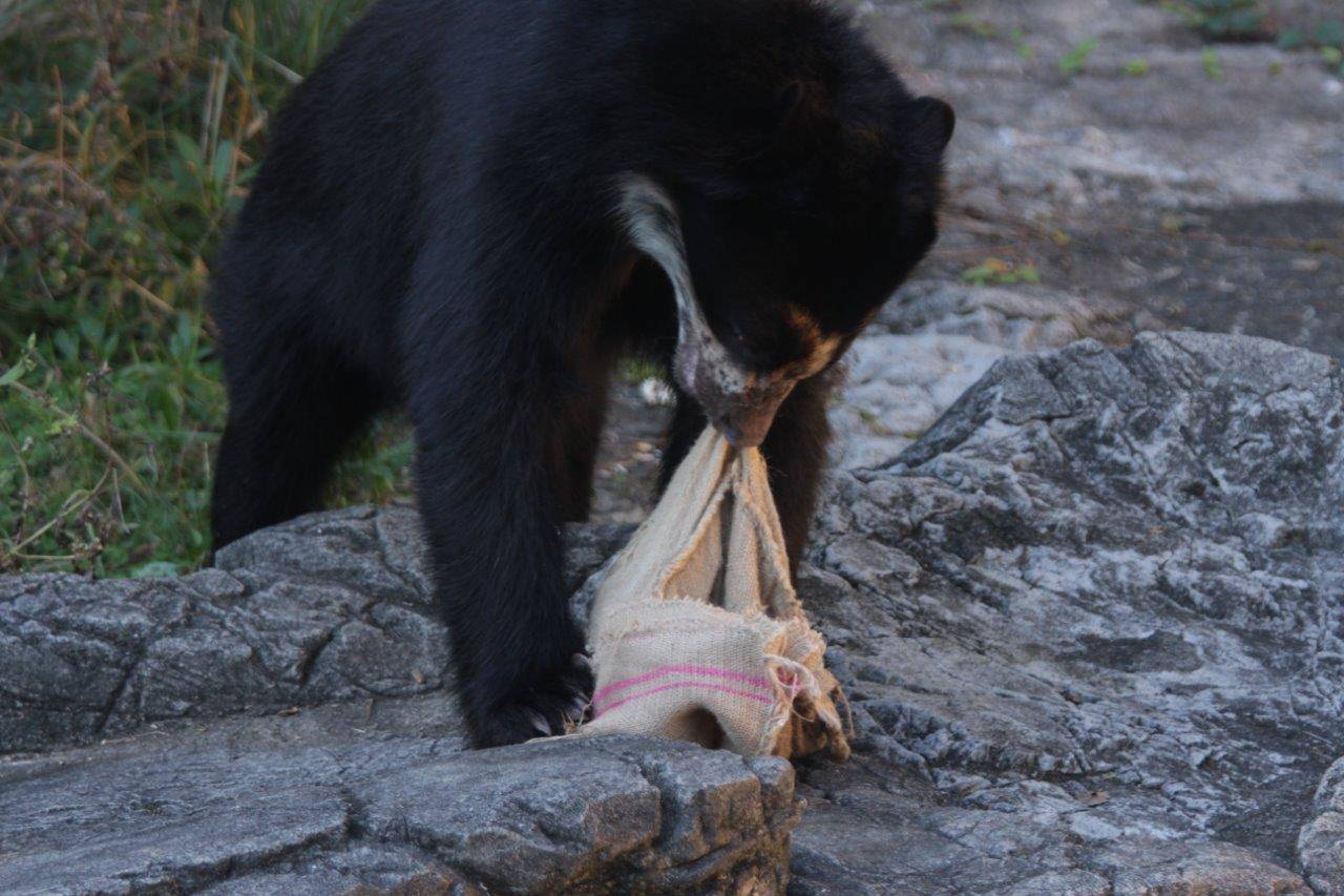 麻袋を食いちぎろうとする雪雄①