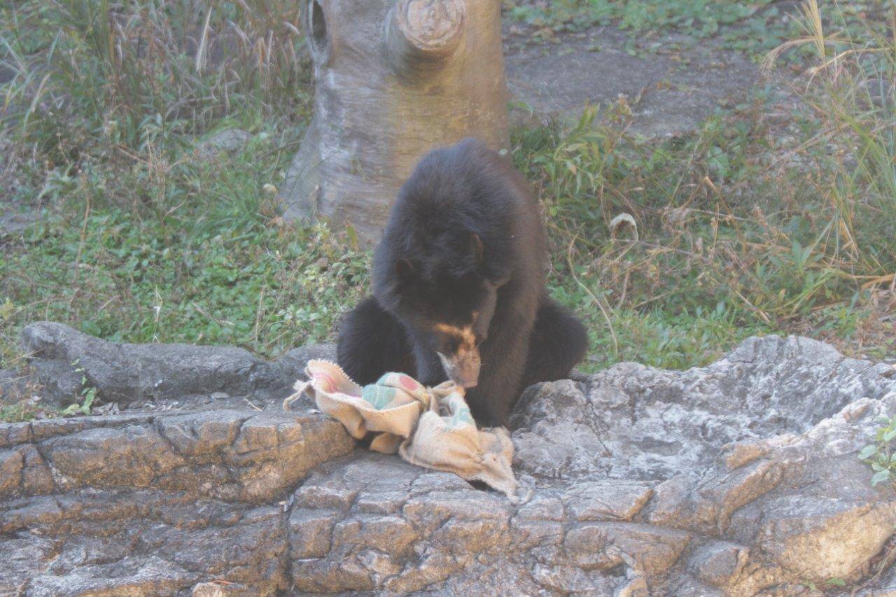 麻袋を食いちぎろうとする雪雄②