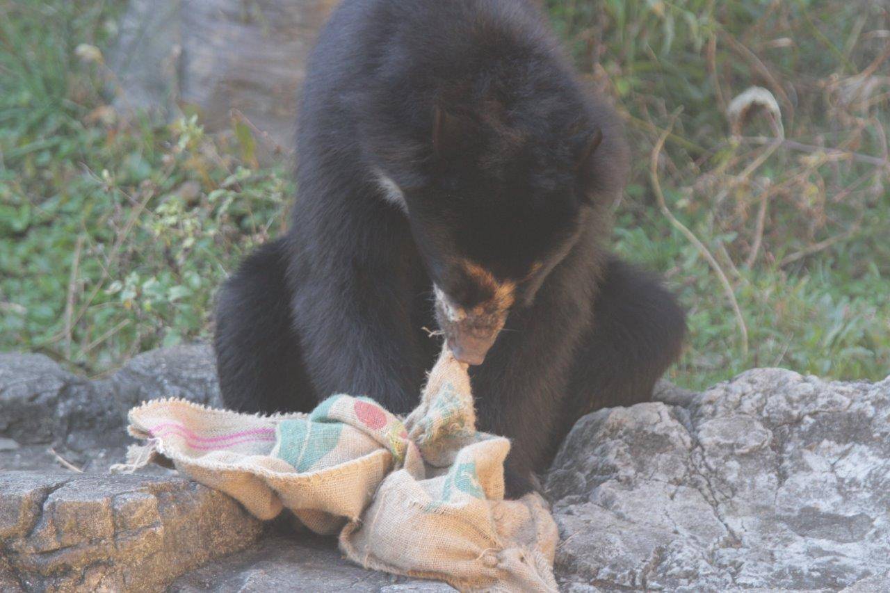 麻袋を食いちぎろうとする雪雄③