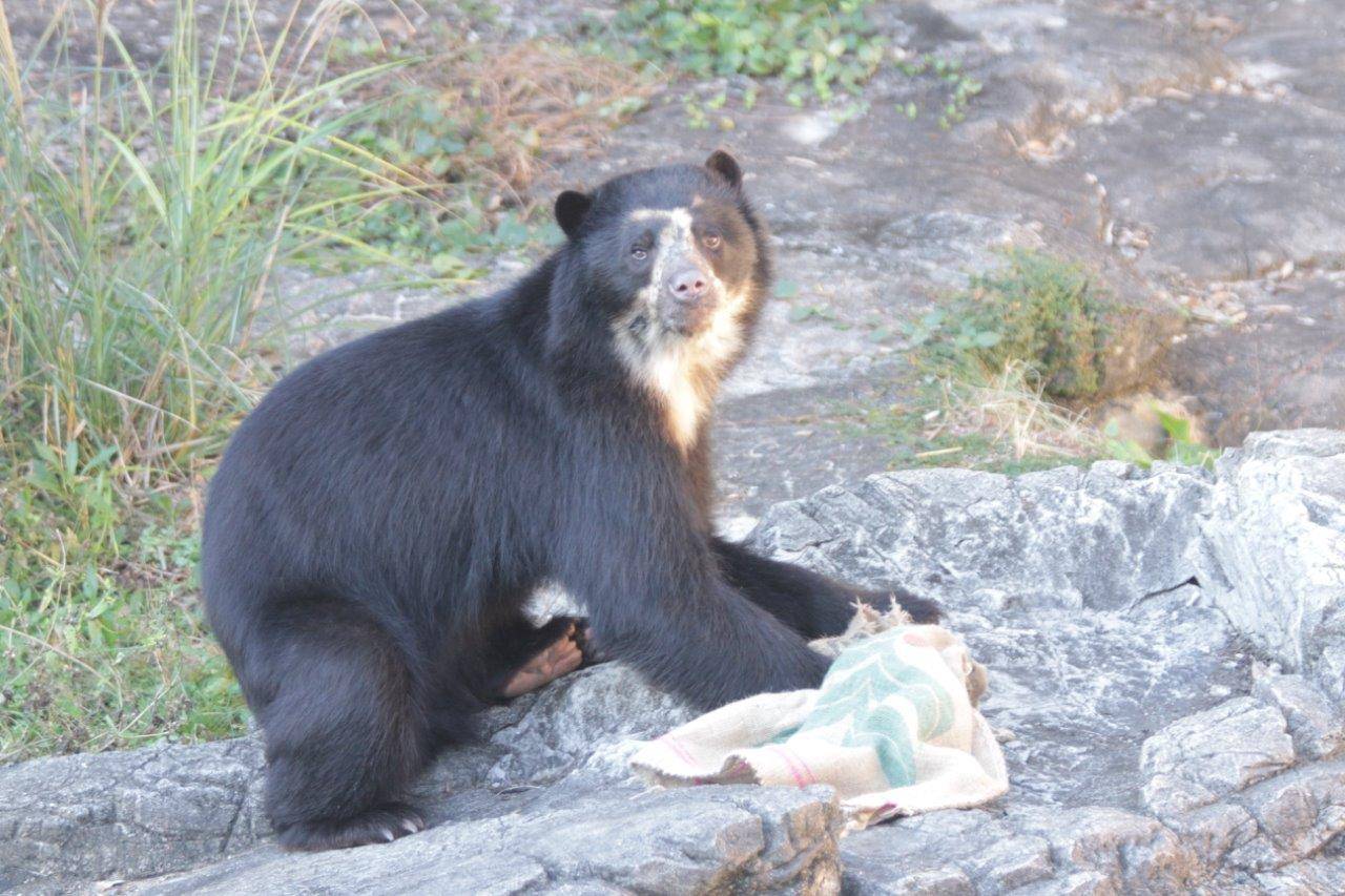 園路の方を気にする雪雄