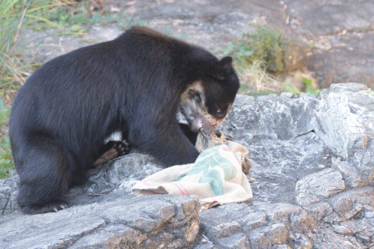 麻袋を食いちぎろうとする雪雄④