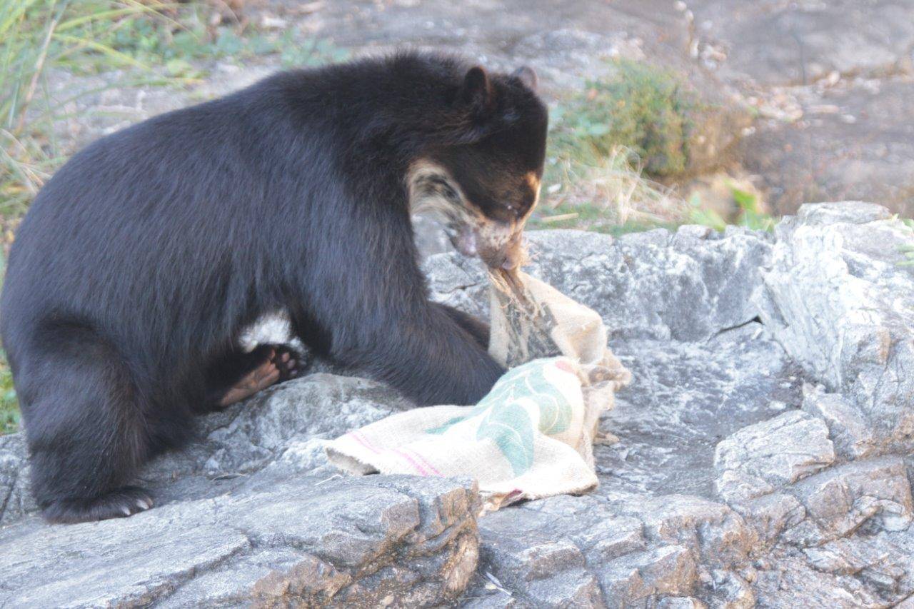麻袋を食いちぎろうとする雪雄⑤