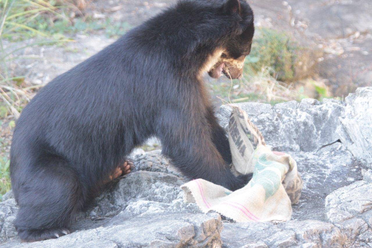 麻袋を食いちぎろうとする雪雄⑥