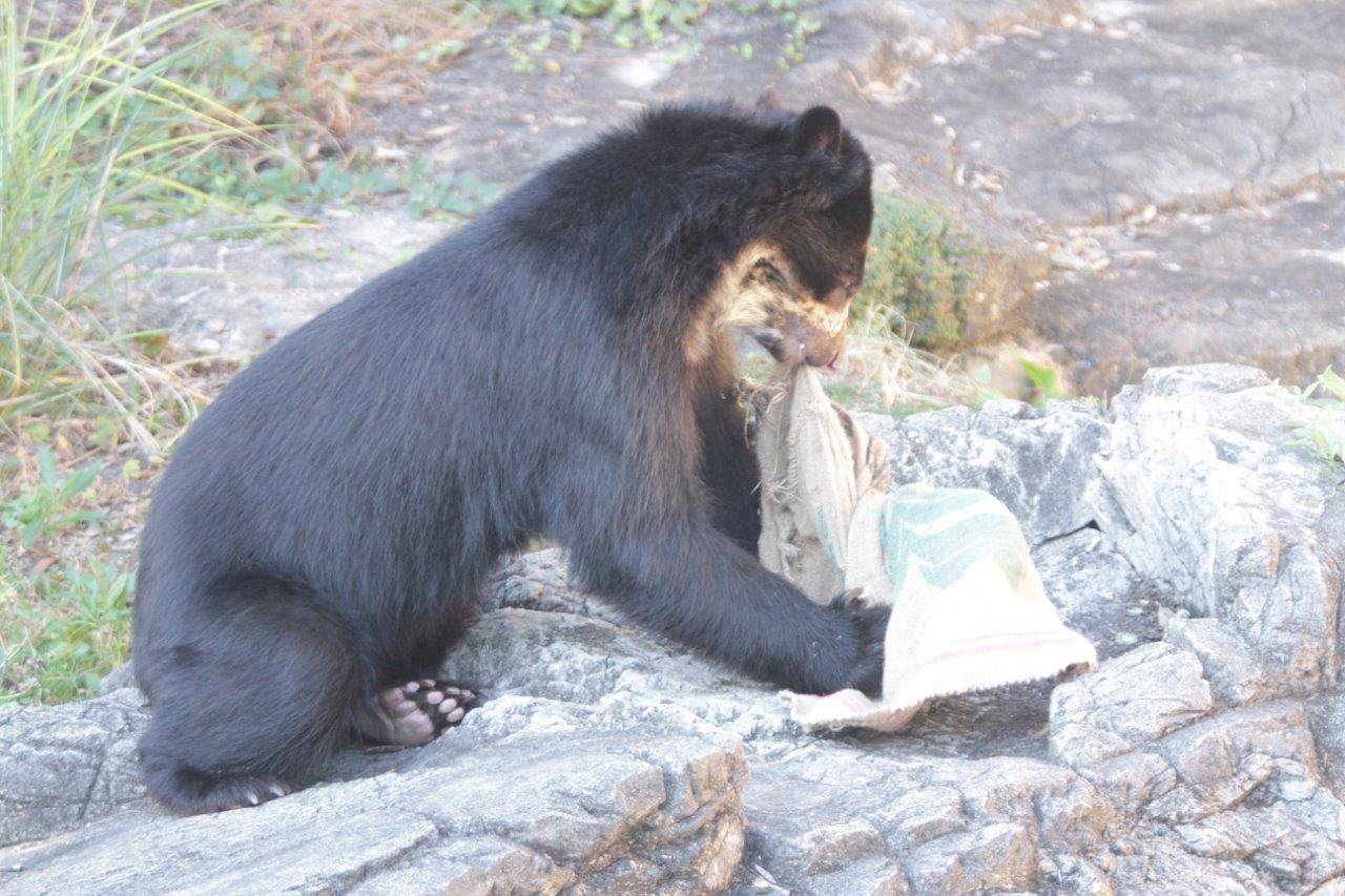 麻袋を食いちぎろうとする雪雄⑥