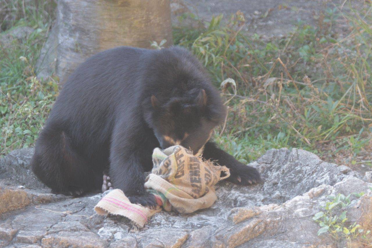 開けた穴から鼻先を麻袋に入れる雪雄