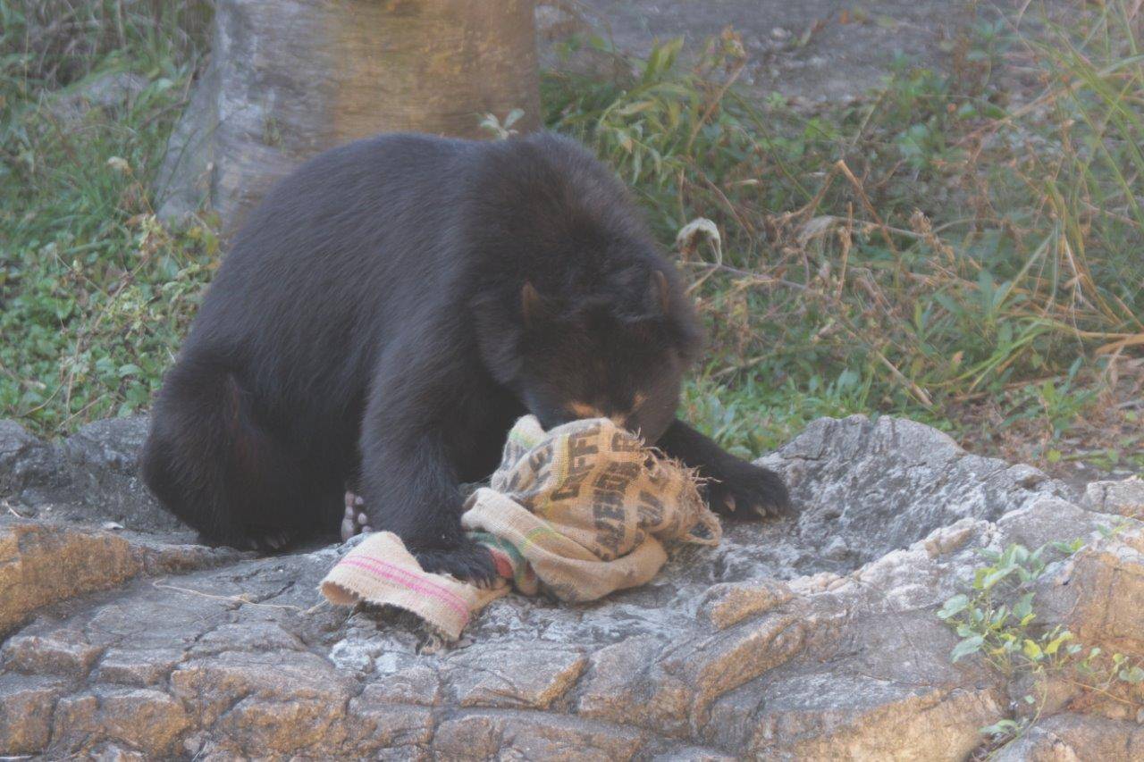 開けた穴から鼻先を麻袋に入れ採餌する雪雄