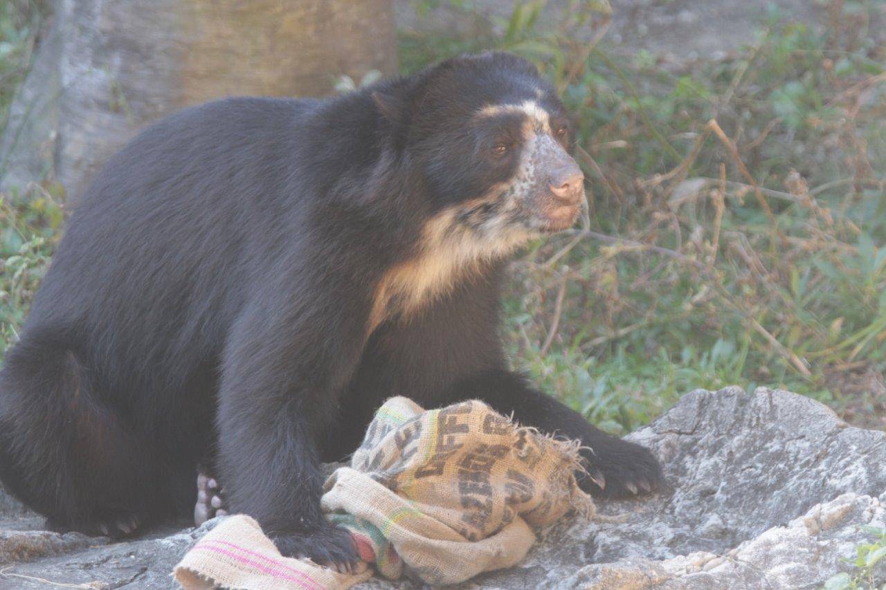 前肢で麻袋を押さえている雪雄