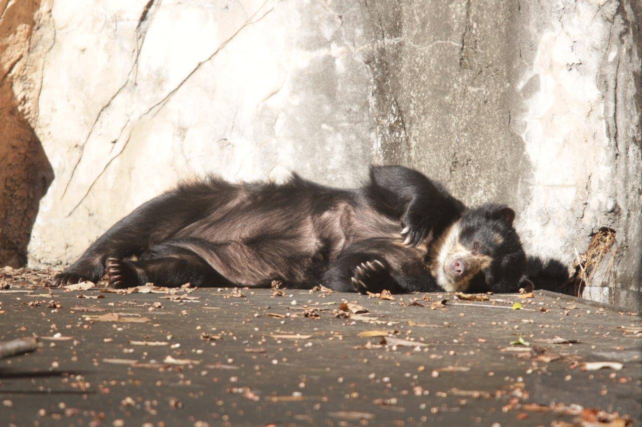 日向で休む美雨①