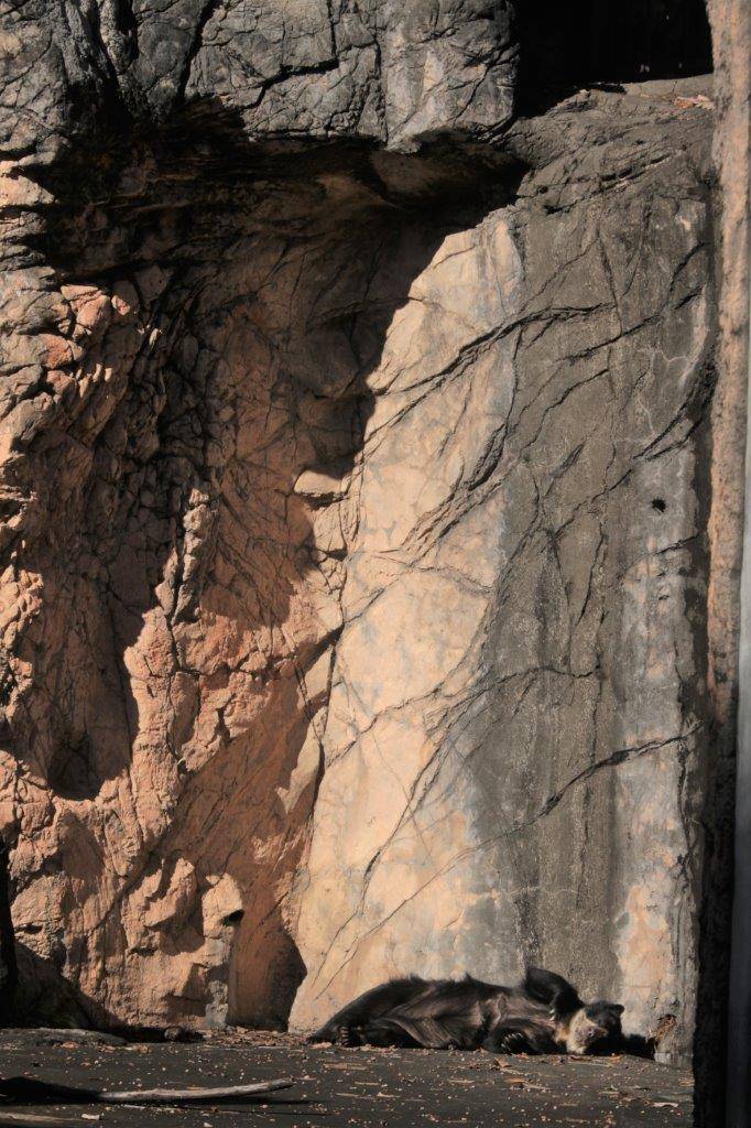 園路の真下の日向で休む美雨