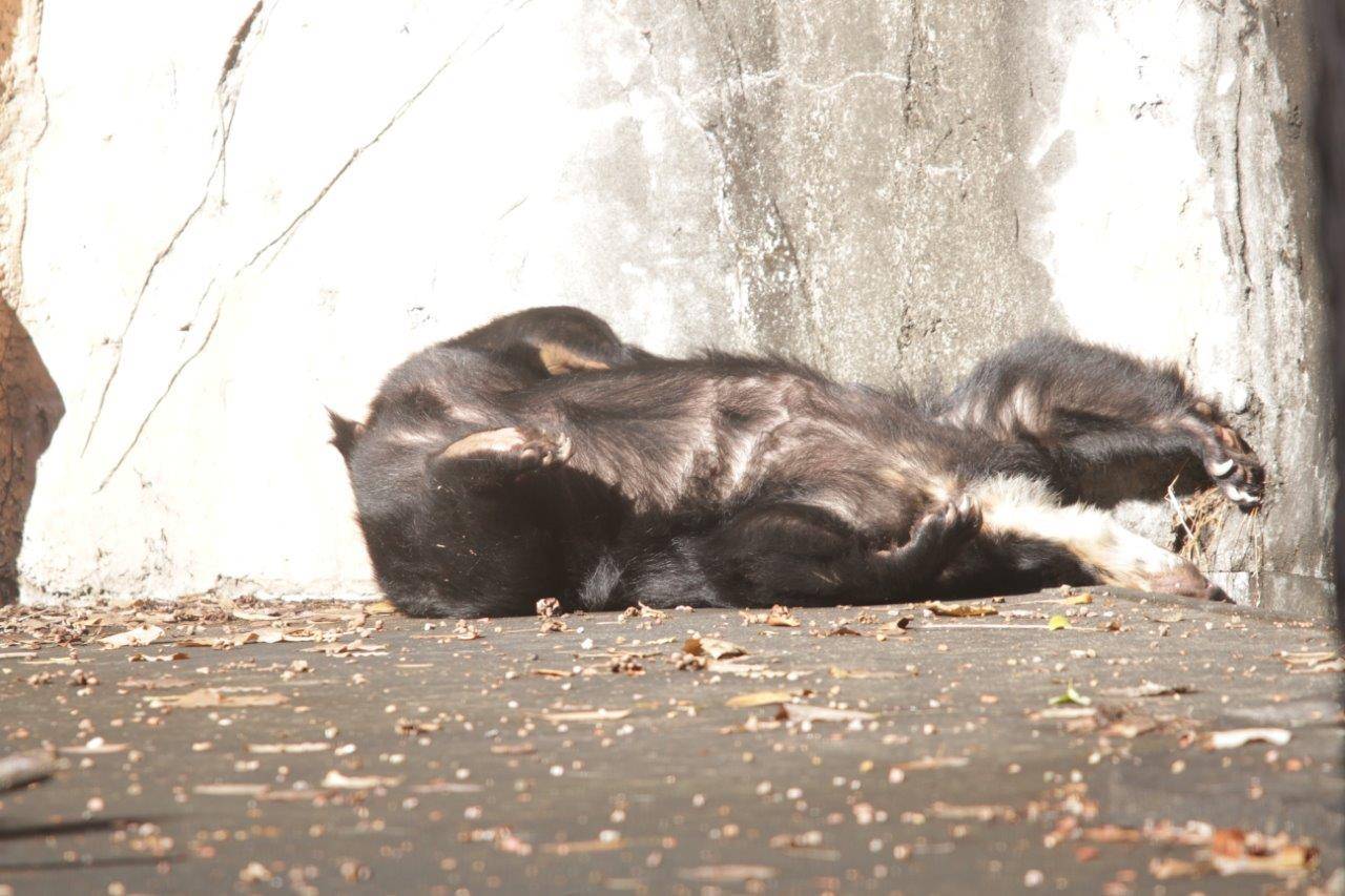 日向で休む美雨②