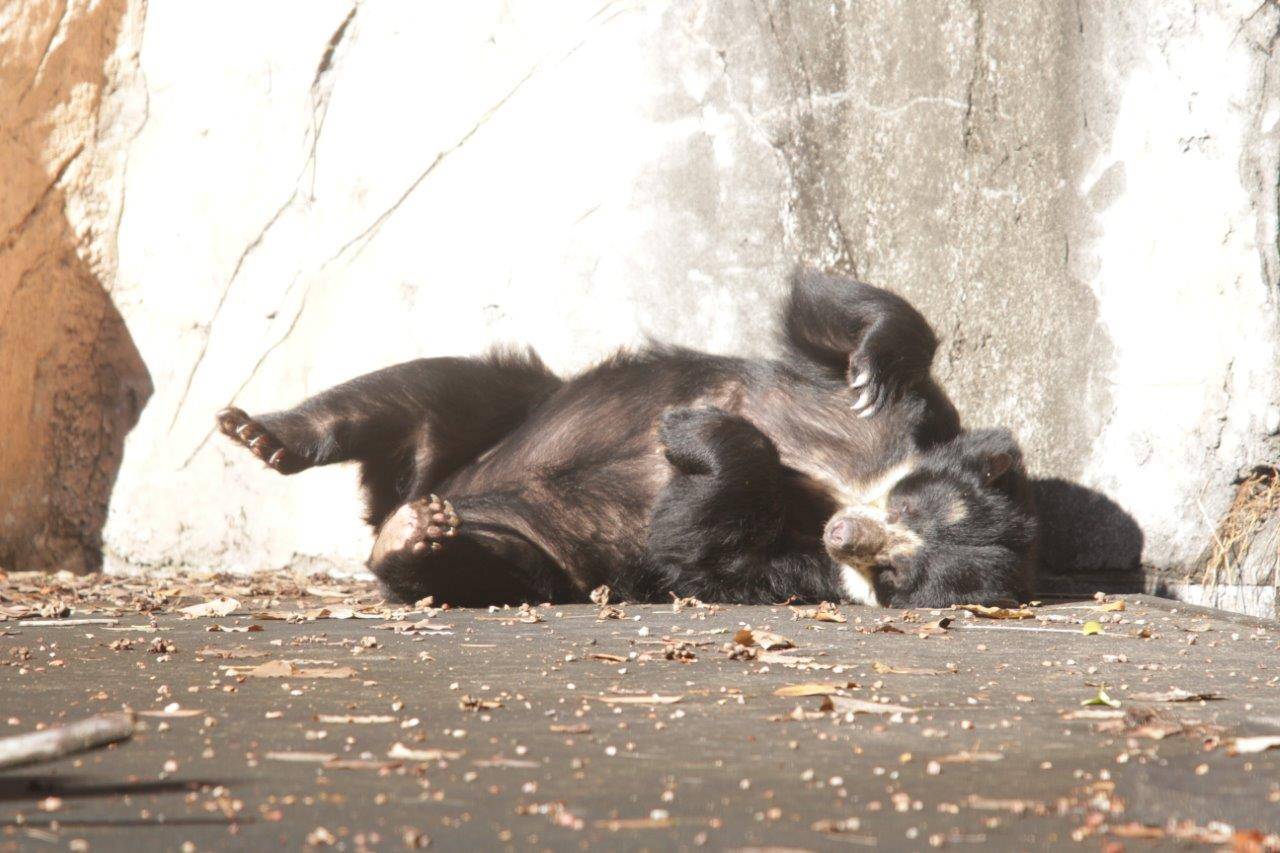 日向で休む美雨④